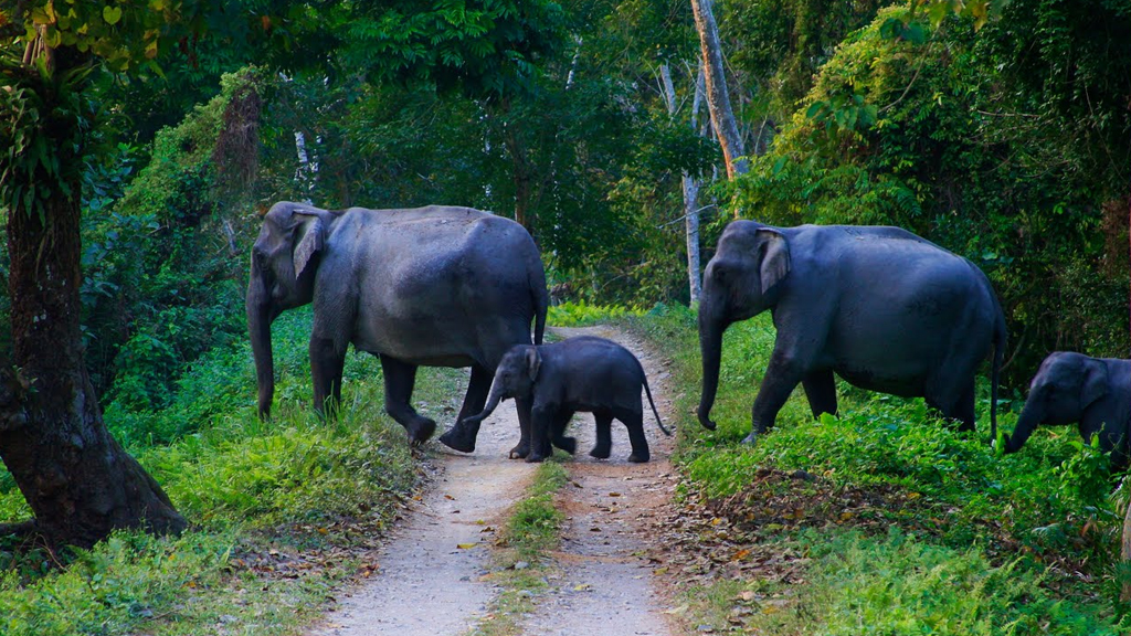 Begur Wildlife Sanctuary Wayanad