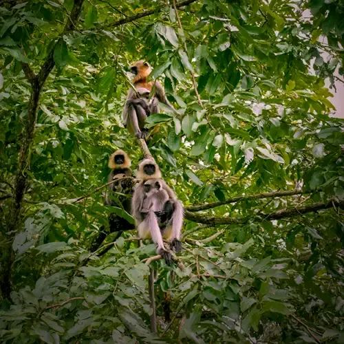 Dense forest landscape of Begur Wildlife Sanctuary, Kerala
