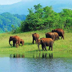 Aerial view of Begur Wildlife Sanctuary's lush greenery
