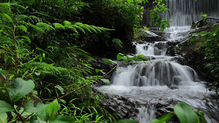 Majestic Chethalayam Falls with mist and greenery