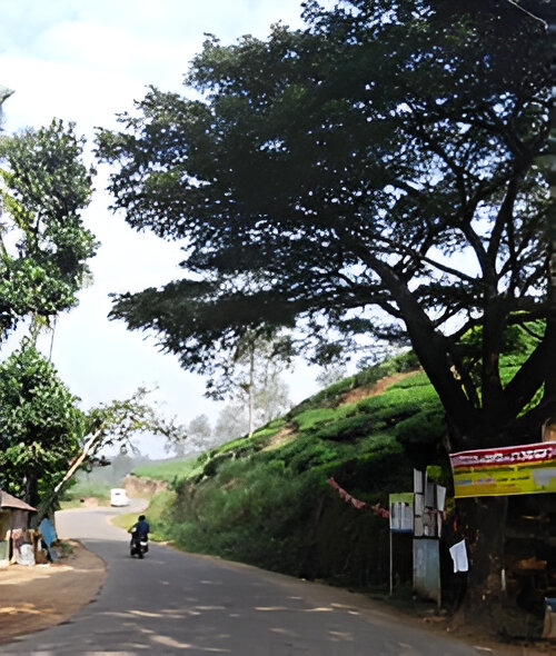 Trekking trail through forest near Meppadi