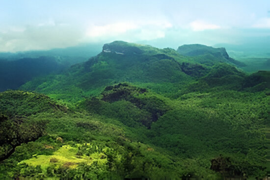 Panoramic view of Priyadarshini Hills tea estate in Wayanad