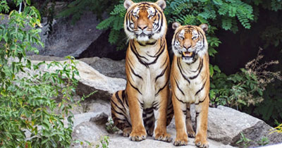 Tholpetty Wildlife Sanctuary Wayanad