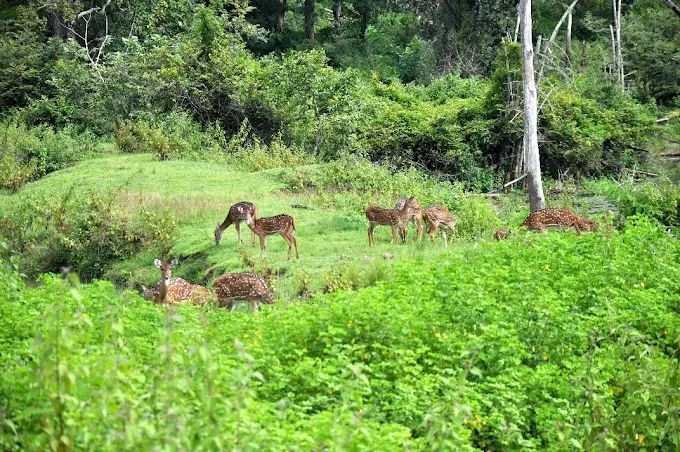 Spotted deer in the wild